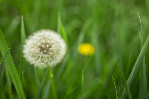 Dandelion bud seeds closeup over a fresh green background.