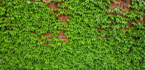 istock leaves of ivy covering the bricks wall 2158212975