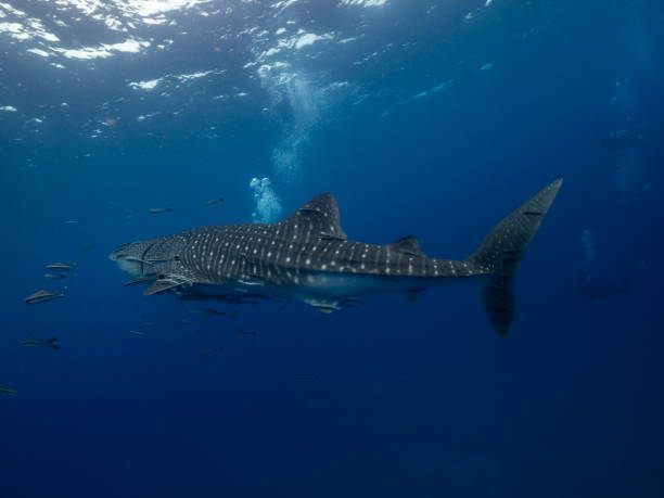 istock Whale Shark into the blue water 2158219471