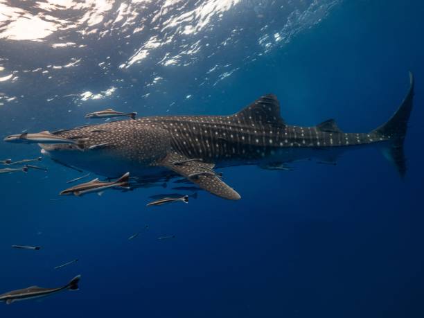 istock Whale Shark into the blue water 2158219962