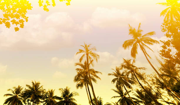 istock Banner Summer with colorful theme as palm trees background as texture frame background 2158220147