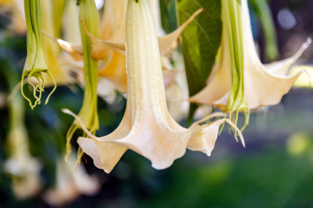 Brugmansia aurea also known as the Angel's trumpet flower