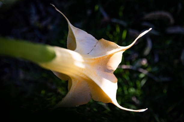 Brugmansia aurea also known as the Angel's trumpet flower