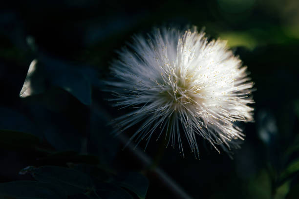 serene botanical scene, calm natureinspired image emphasizing delicate plant details and lighting