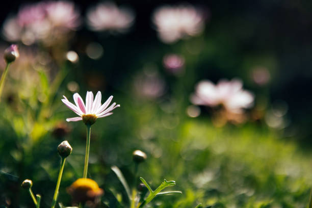 Close-up shallow depth view of purple white daisies in a field with a colourful background