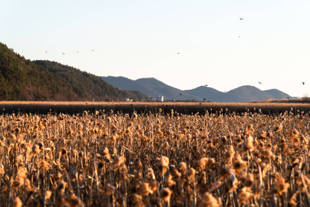 istock reed field on the wetland 2158221920