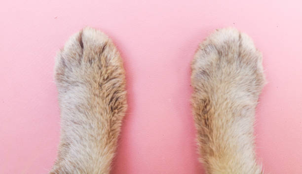 istock white cat paw close up isolated on pink background. 2158222022