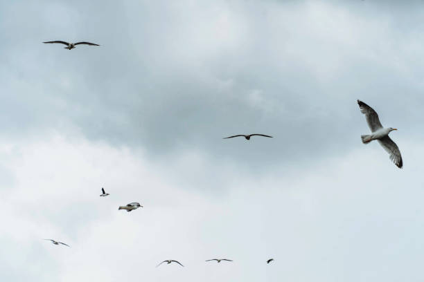 istock Flock of arctic terns flying in the sky 2158223112