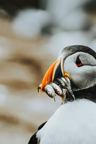 istock Closeup of a puffin with fish in its beak 2158223123