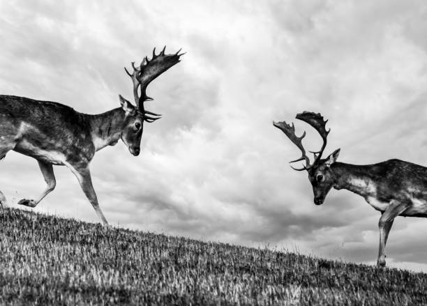 istock Confrontational stance between male fallow deers, poised for battle under dramatic skies. This powerful black and white image captures the intensity of natural wildlife encounters. Art version. 2158223657