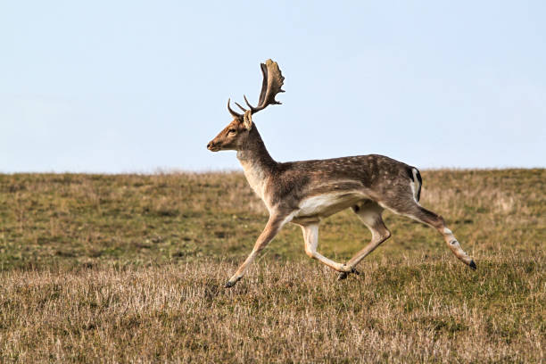 istock Resilient fallow deer in motion, male with a healed scar on its left hind leg. This dynamic capture reflects the strength and survival instinct of wildlife, showcasing nature’s resilience. 2158223661