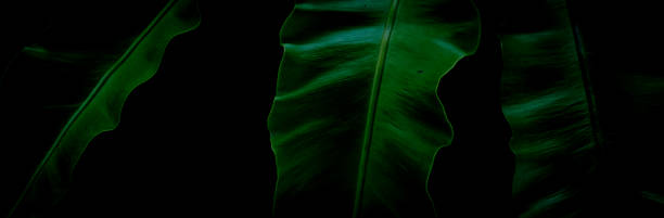 istock green leaves, flora foliage 2158224805