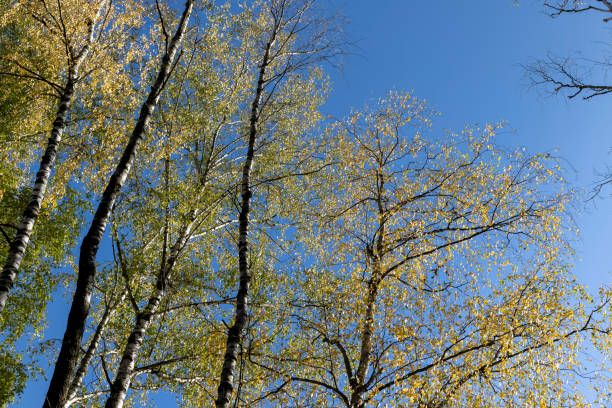 Birch trees in sunshine in blue sky background