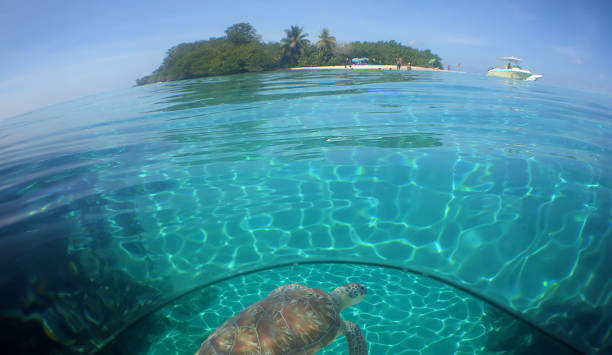 istock a sea turtle on a reef  in the caribbean 2158229129