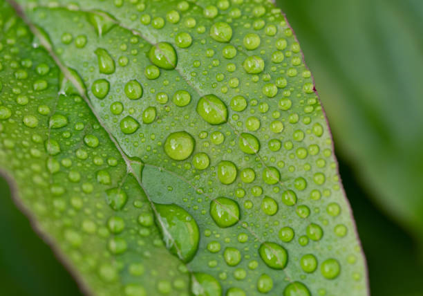 leaves wet in the rain