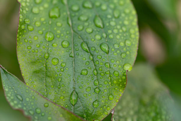 leaves wet in the rain