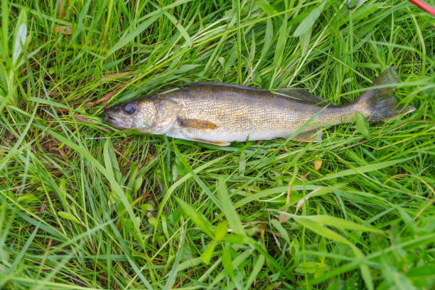 istock Summer walleye shore fishing selective 2158233119