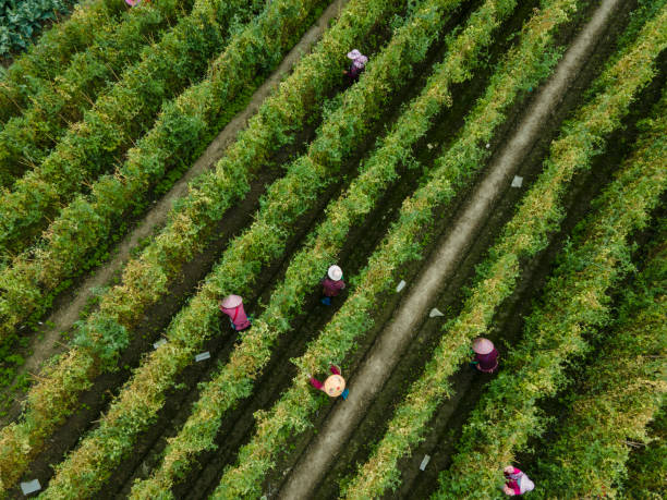 istock Aerial Vision of Large Farm Workers Harvesting Vegetables 2158233213