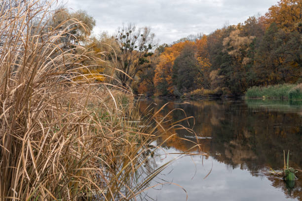 istock Scenic Riverside with Autumn Golden Trees 2158233598