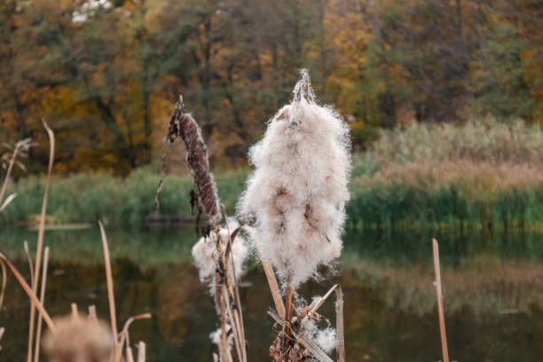 Autumn reeds cattail fluff cotton on woody riverside with reflections on water surface