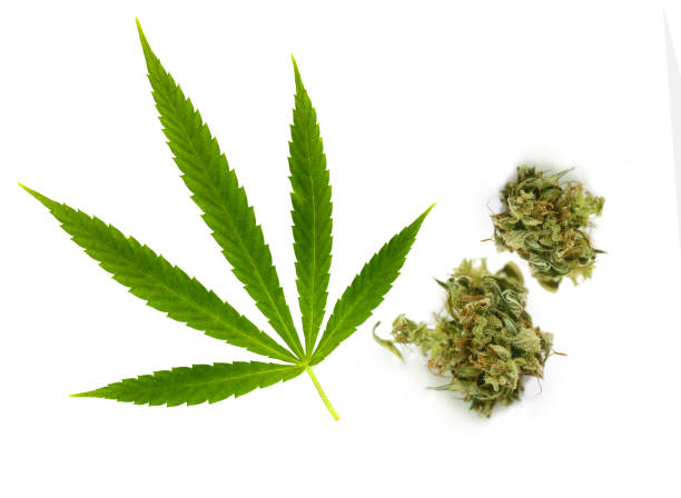 istock Marijuana herb, green Cannabis plant leaf and flowers isolated on white background 2158233701