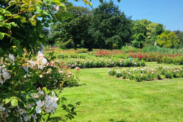istock Rose Garden in a City Park 2158234334