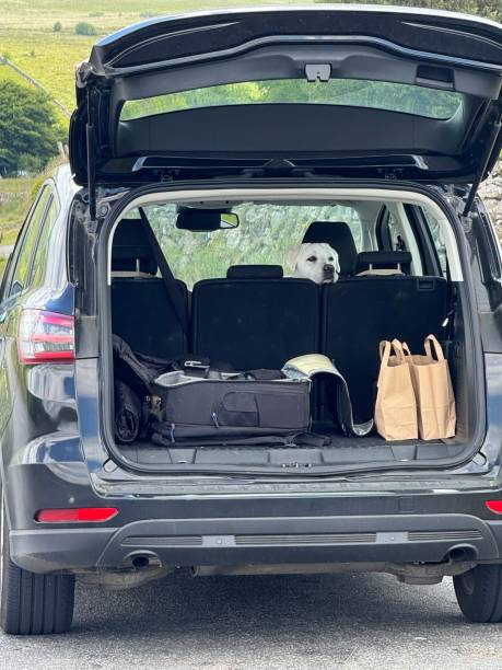 istock Labrador Retriever waiting in a car 2158234543