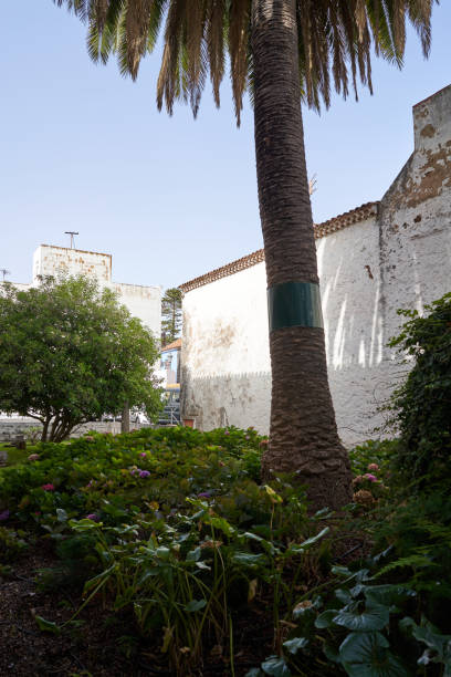 istock A tall palm tree stands in a garden, with a white building in the background 2158236599