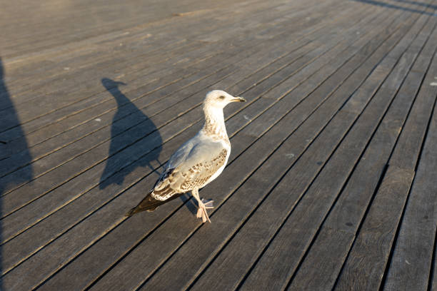 Seagull stands on a wooden pier by the sea