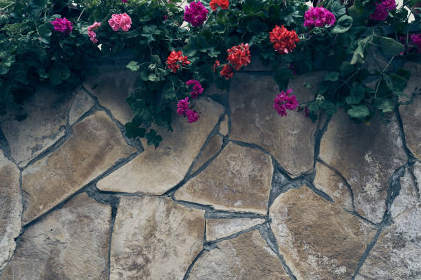 istock Geranium flowers on a stone surface from large parts, with space to copy. Natural stone background with flowers 2158237880