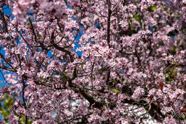 istock Rose tree flowers in spring Ronda. 2158239589