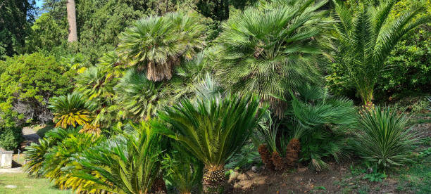 istock Jungle of palms in Varenna. 2158241013
