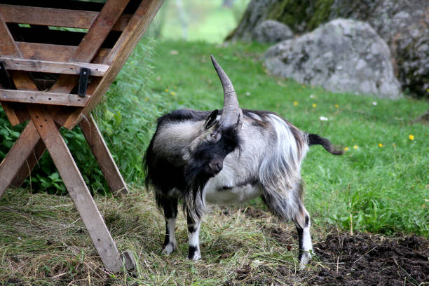 istock A goat itching itself on the back with it’s horns 2158241057