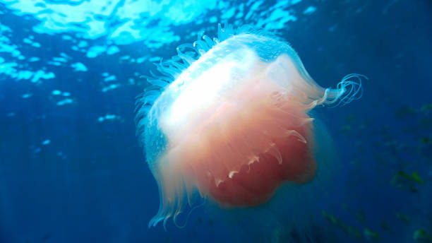 istock Jellyfish with blue background in the ocean 2158241842