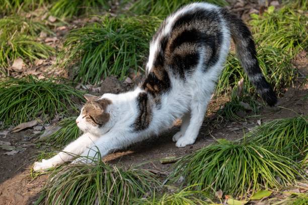 istock A cat stretching on the ground surrounded by green grass in a natural outdoor setting 2158241890