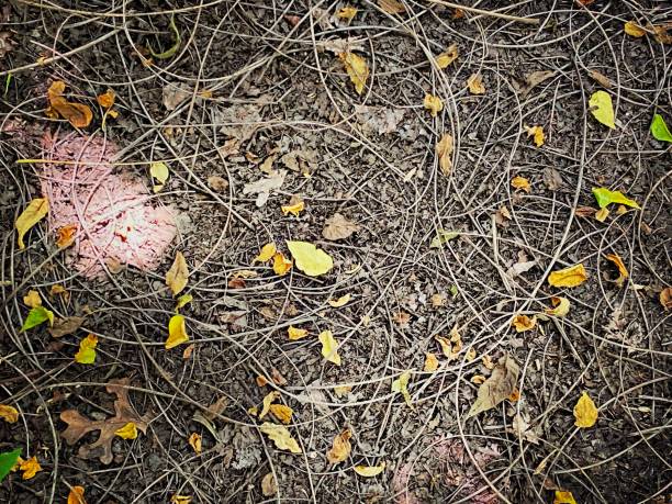 Autumn mood