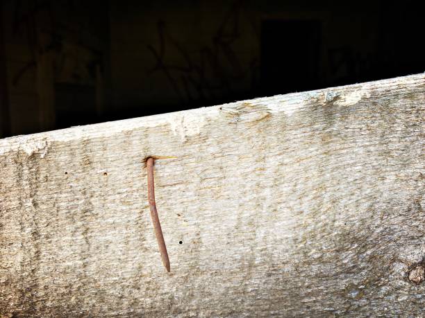 Rusty Old Nail sticking Out of Whitewashed Weathered Wood
