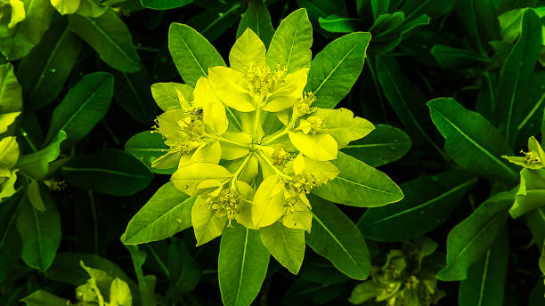 Close up of Euphorbia
