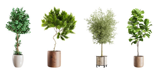 istock Collection plants in ceramic pots isolated on white background. 3D rendering. 2158244061