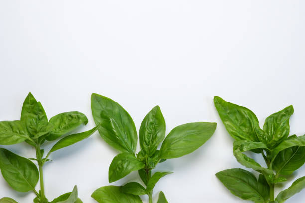 istock Frame with fresh basil herbs on white background. Top view, flat lay. Space for text. Healthy eating and alternative medicine concept. 2158244578