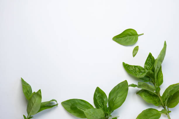 istock Fresh green basil on a white background. Top view, flat lay, copy space. 2158244650