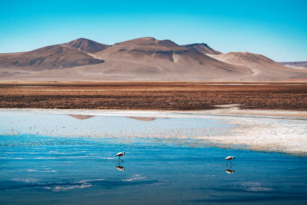 Two flamingos wading in a serene lake in the Atacama Desert, Chile, with a stunning mountain backdrop under a clear blue sky.