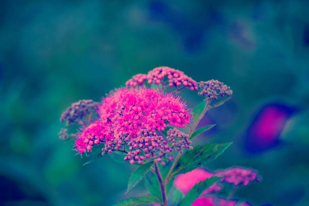 Beautiful magenta colored flowers