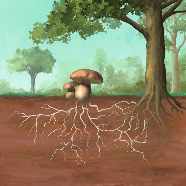 ilustrações, clipart, desenhos animados e ícones de symbiotic association between plant and fungus - hifa