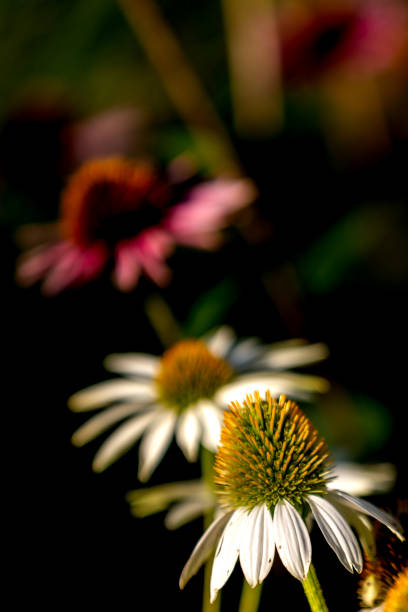 Close-up of beautiful pink Echinacea purpurea flower head