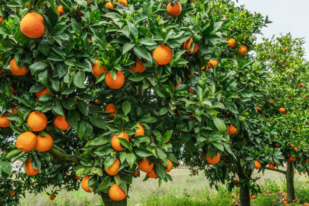 istock Orange trees or citrus sinensis almost covered with oranges. Great harvest in the orchard. 2158247511