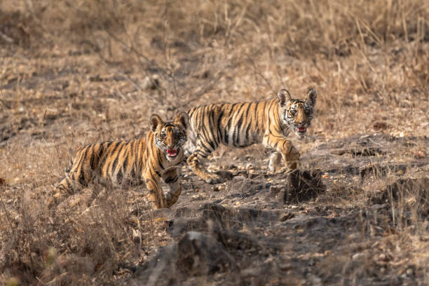 istock two small tiny wild tiger or panthera tigris cubs with angry face expression and showing aggression to travellers tourist to stay away in safari bandhavgarh national park forest madhya pradesh india 2158247722