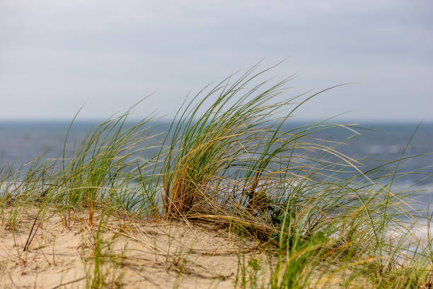 istock Marram grass (ammophila) blowing in the wind on a cloudy beach day 2158247735