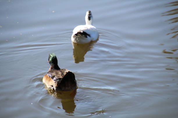 pair of ducks on a water pond