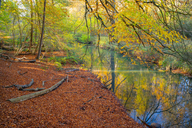 istock Eider im Eidertal in Flintbek, Schleswig-Holstein, Germany 2158249341